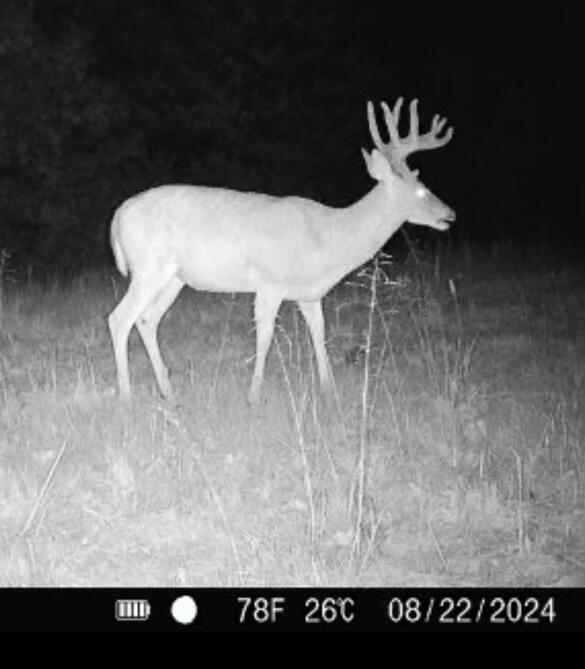1526 Ozark Road Crane, MO 65633 - Photo 33 of 41 image2