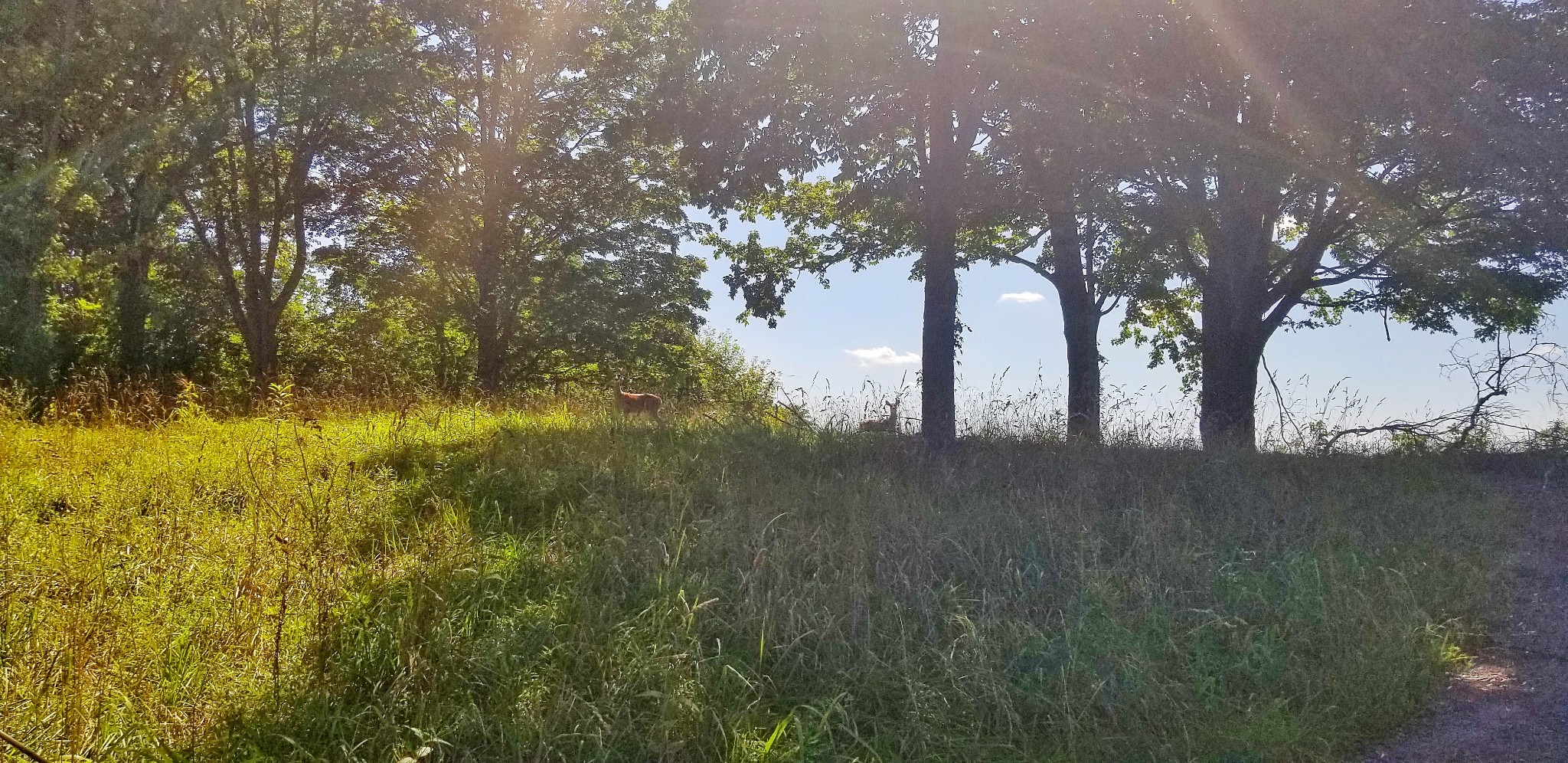 4251 Dale Ridge Road Liberty, TN 37095 - Photo 3 of 8 a view of mountain with trees in background