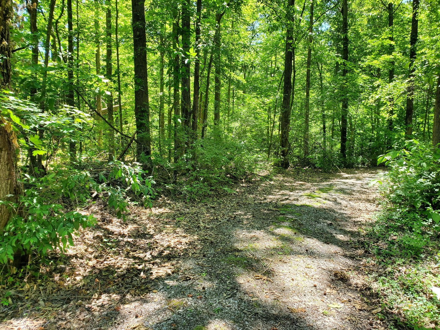0 Delaware Road Carbondale, IL 62901 - Photo 7 of 7 a view of outdoor space and trees