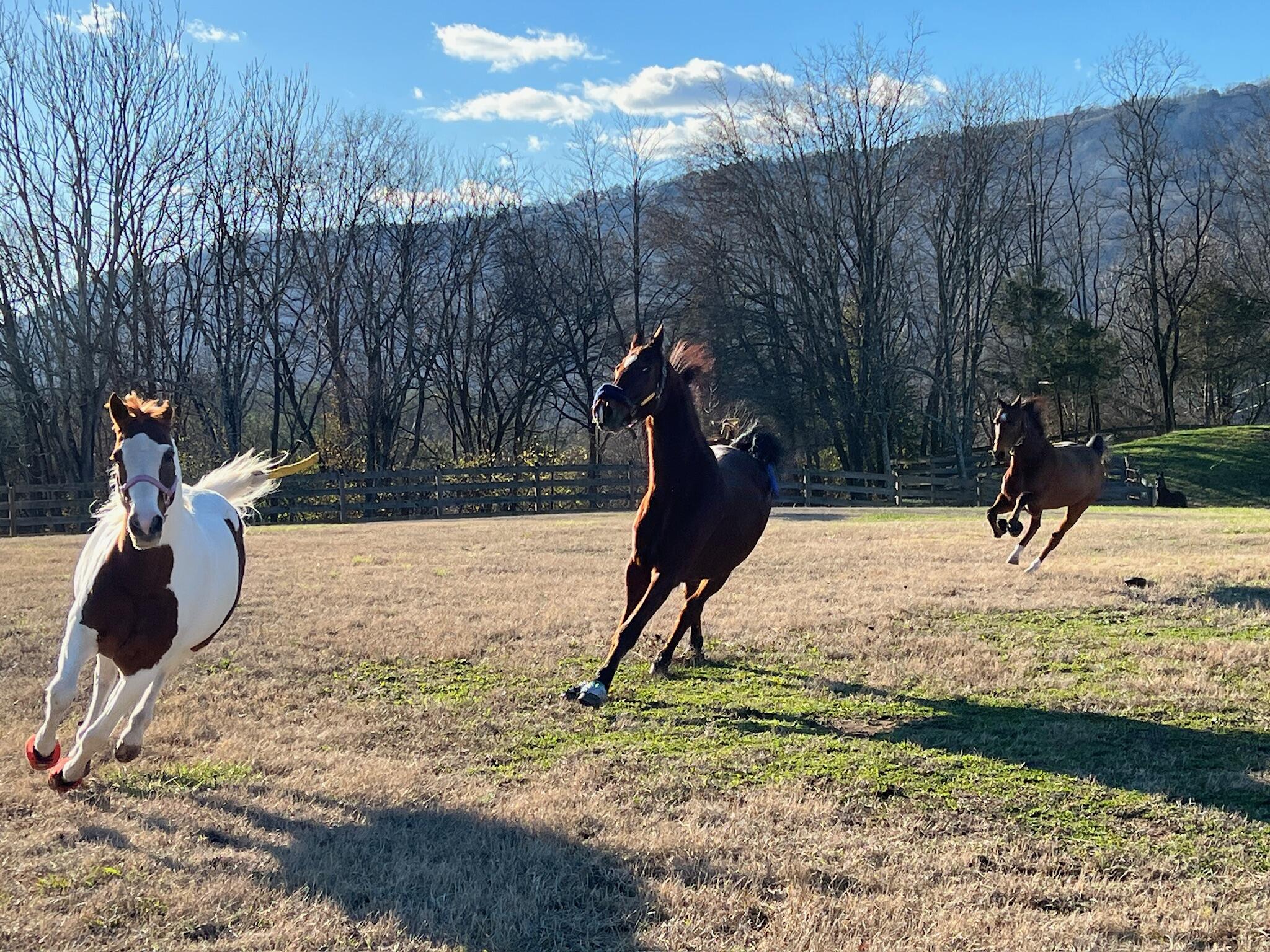 527 Reads Lake Road Chattanooga, TN 37415 - Photo 92 of 100 Horses in motion (winter pasture)