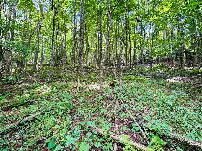 5670 Chances Creek Road Fancy Gap, VA 24328 - Photo 42 of 46 Gallery Image 42