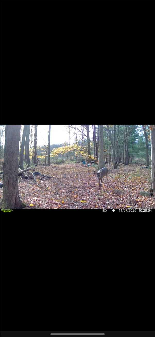 10720 Duck Lake Road Conquest, NY 13140 - Photo 24 of 29