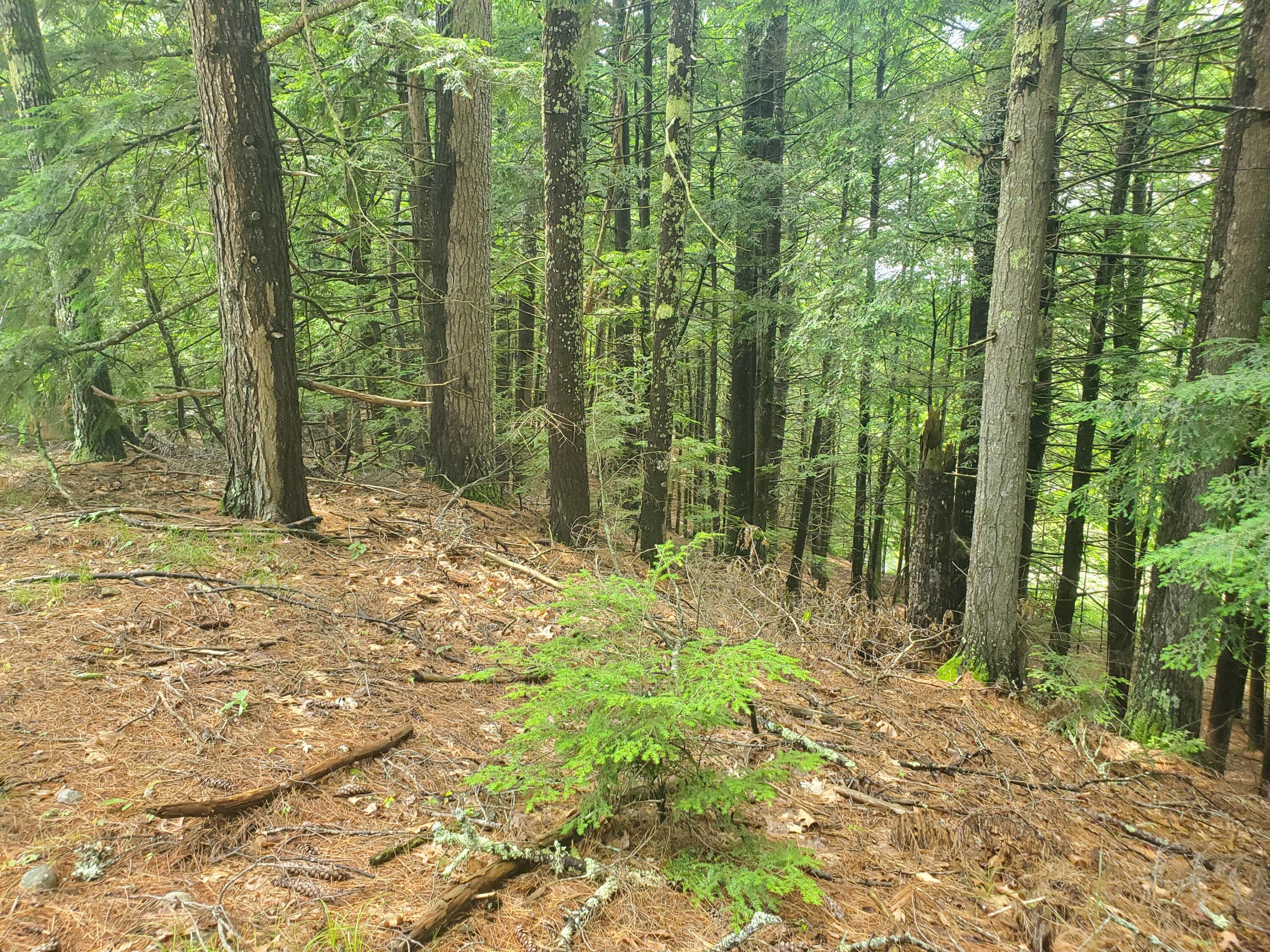 Lot #36 Beaver Brook Road Limerick, ME 04048 - Photo 7 of 18 20260626_134057
