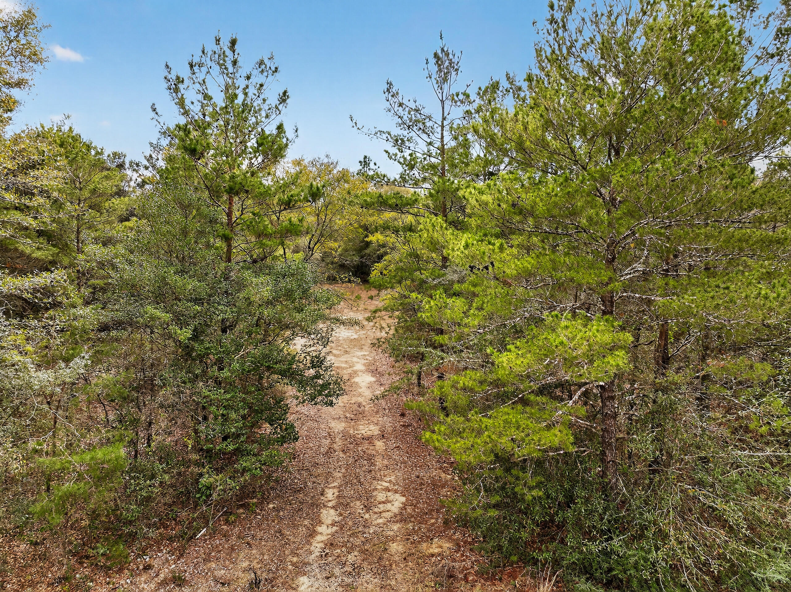 610 Spring Hill Road DeFuniak Springs, FL 32433 - Photo 15 of 20 a view of a large yard with lots of trees