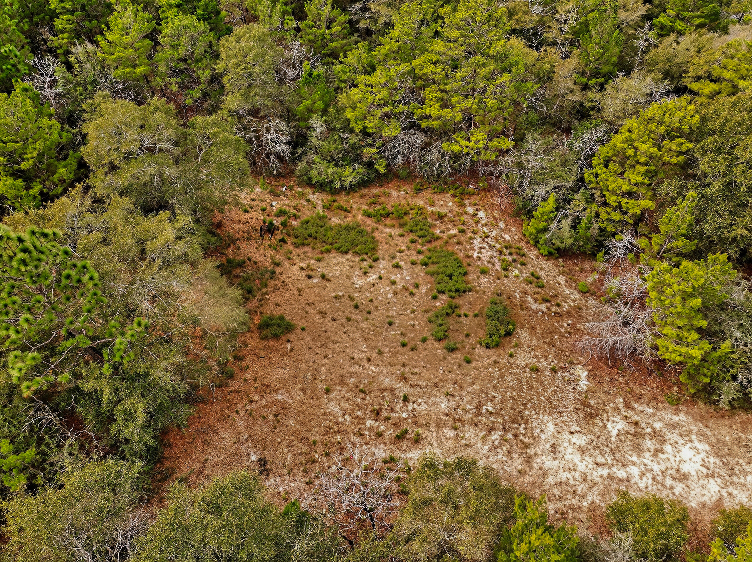 610 Spring Hill Road DeFuniak Springs, FL 32433 - Photo 19 of 20 a view of a yard