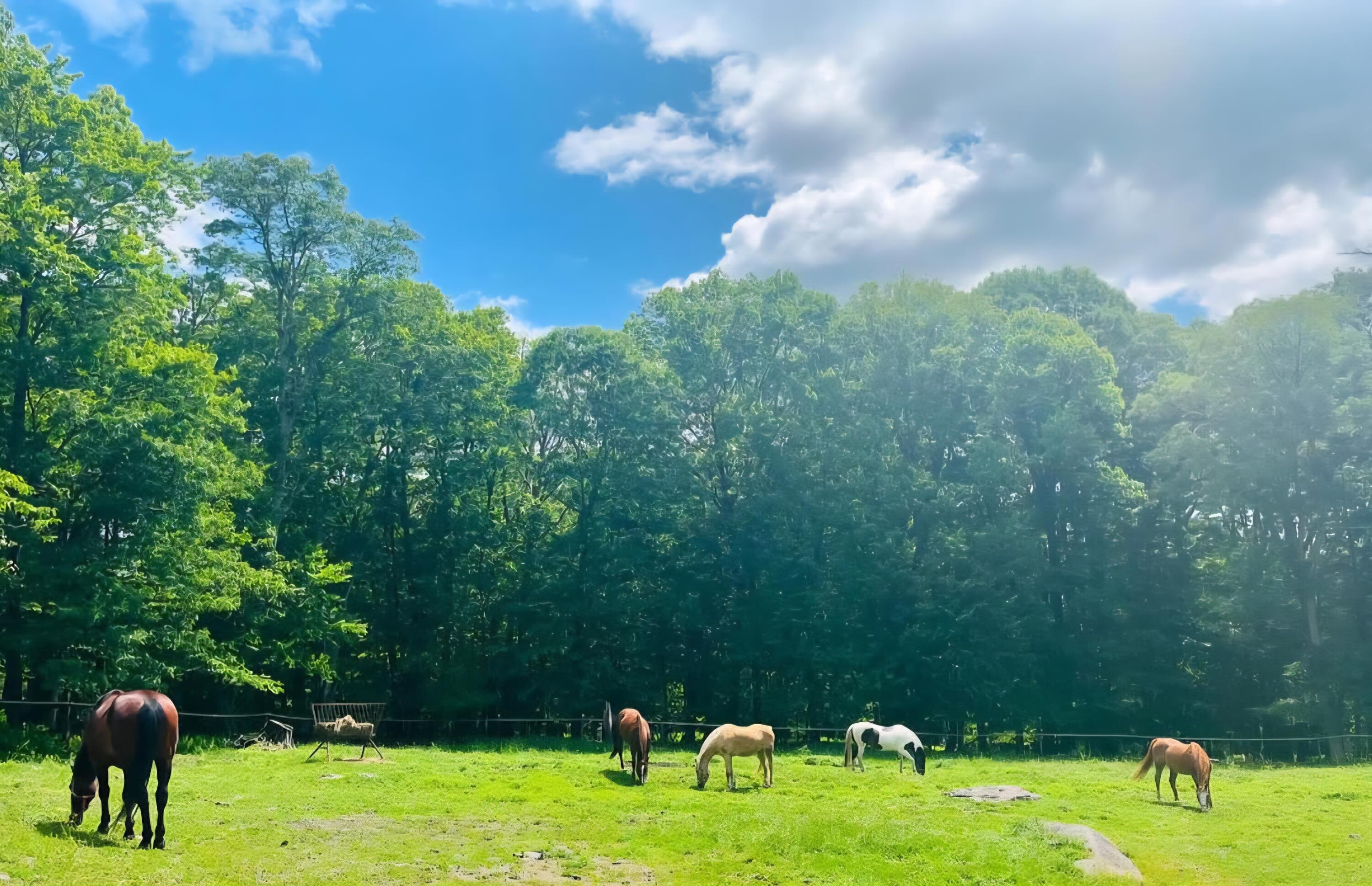 Mallard Bushkill, PA 18324 - Photo 7 of 9 Screenshot_20250706_115153_Instagram