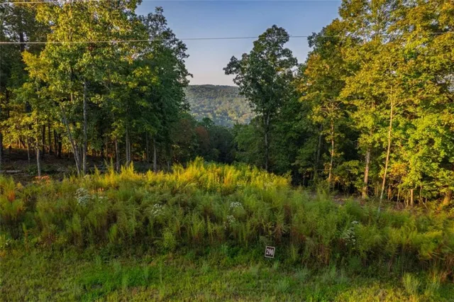a view of a lush green forest