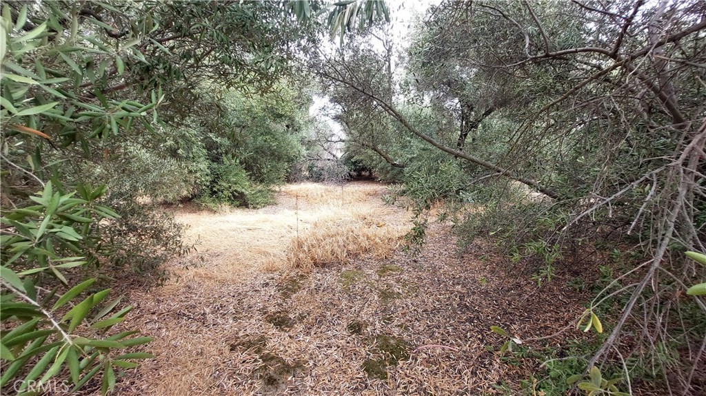 1547 Blackburn Avenue Corning, CA 96021 - Photo 12 of 51 a view of a yard with a tree