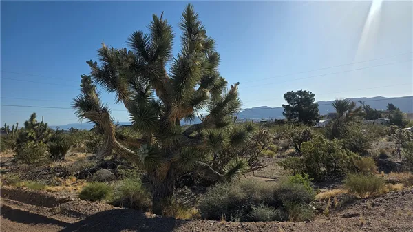 a view of a tree