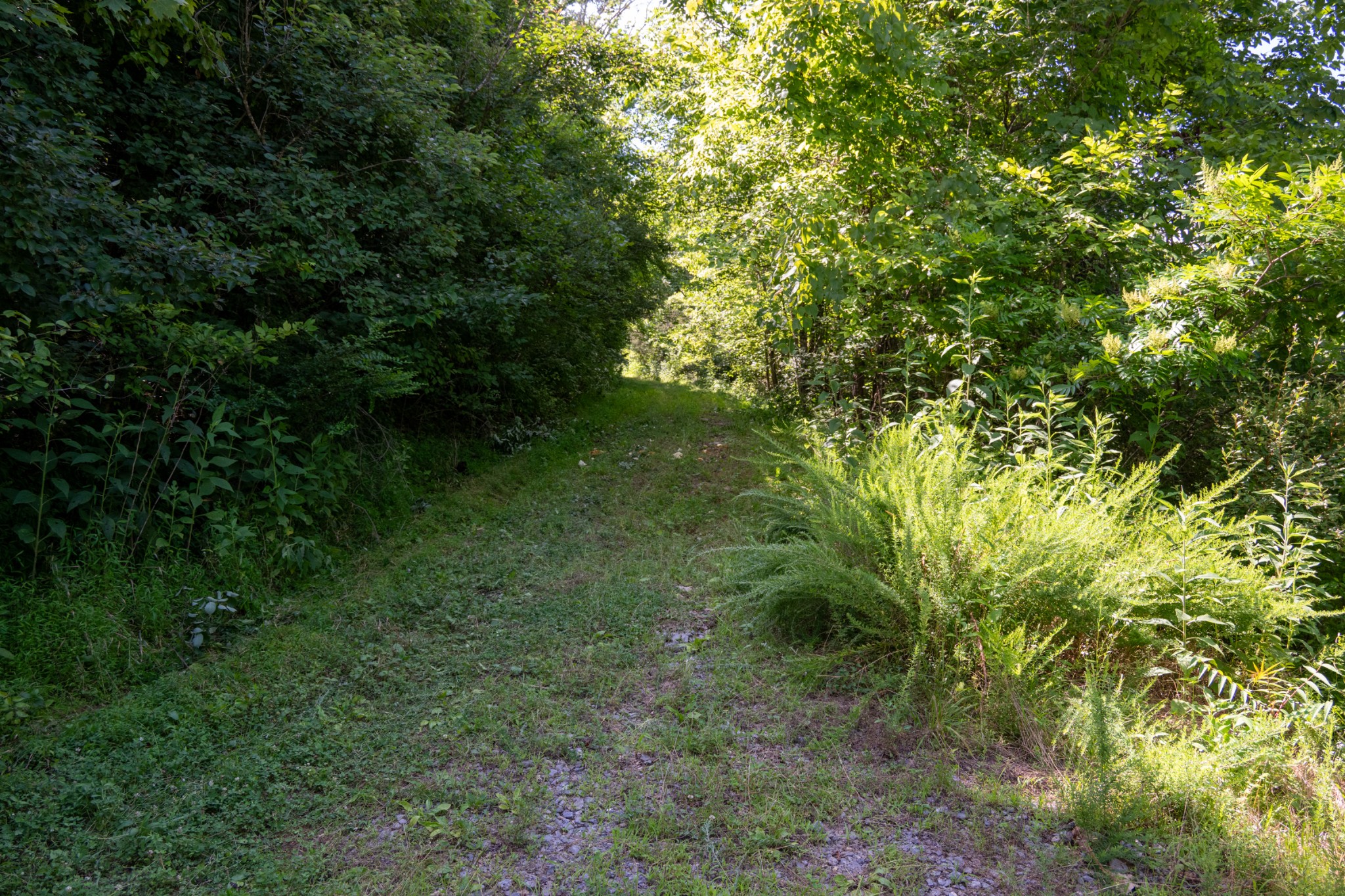0 Hopkins Hollow Road Gainesboro, TN 38562 - Photo 2 of 9 a view of a garden