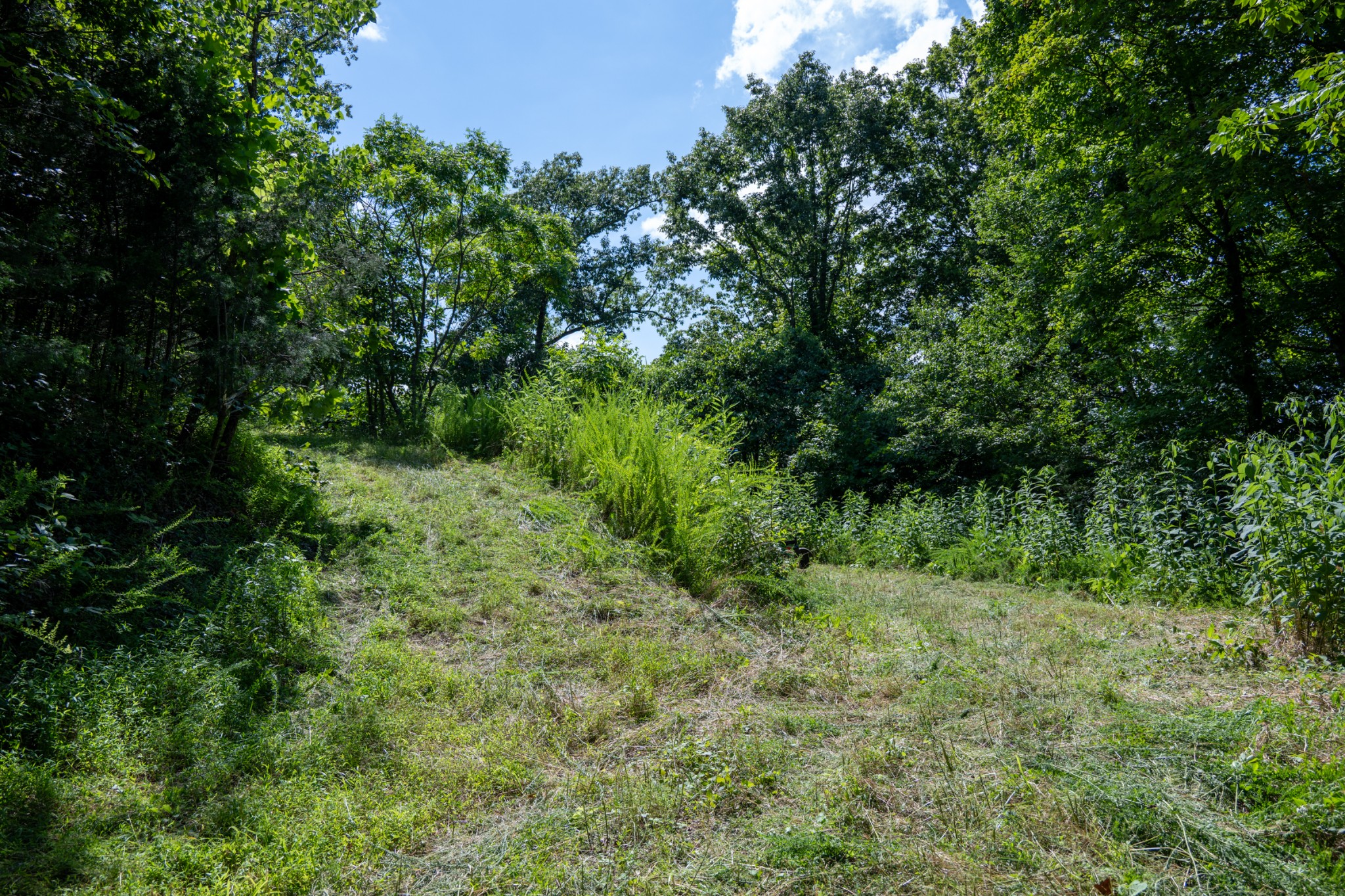 0 Hopkins Hollow Road Gainesboro, TN 38562 - Photo 3 of 9 a view of a lush green forest