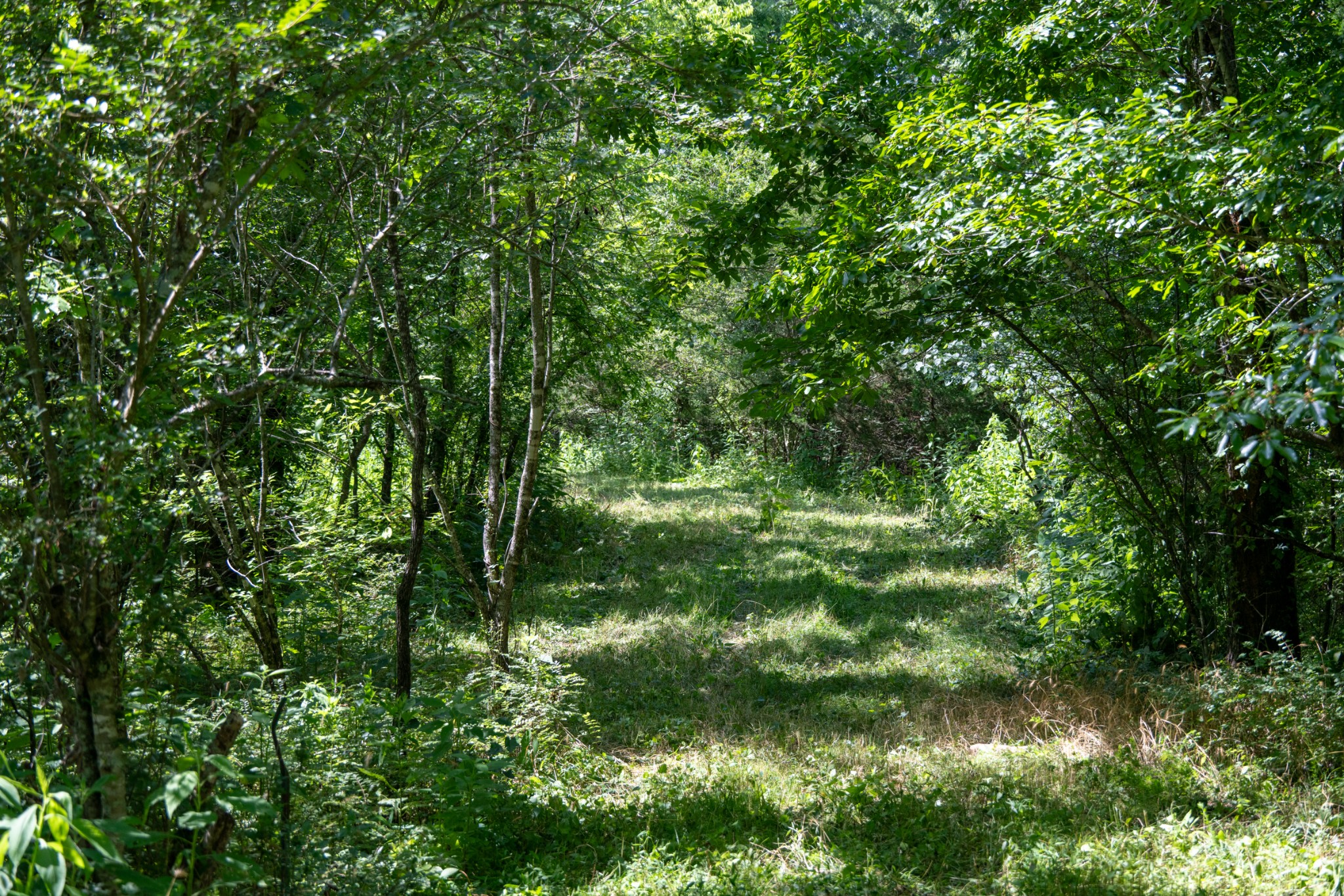 0 Hopkins Hollow Road Gainesboro, TN 38562 - Photo 4 of 9 a view of outdoor space and yard