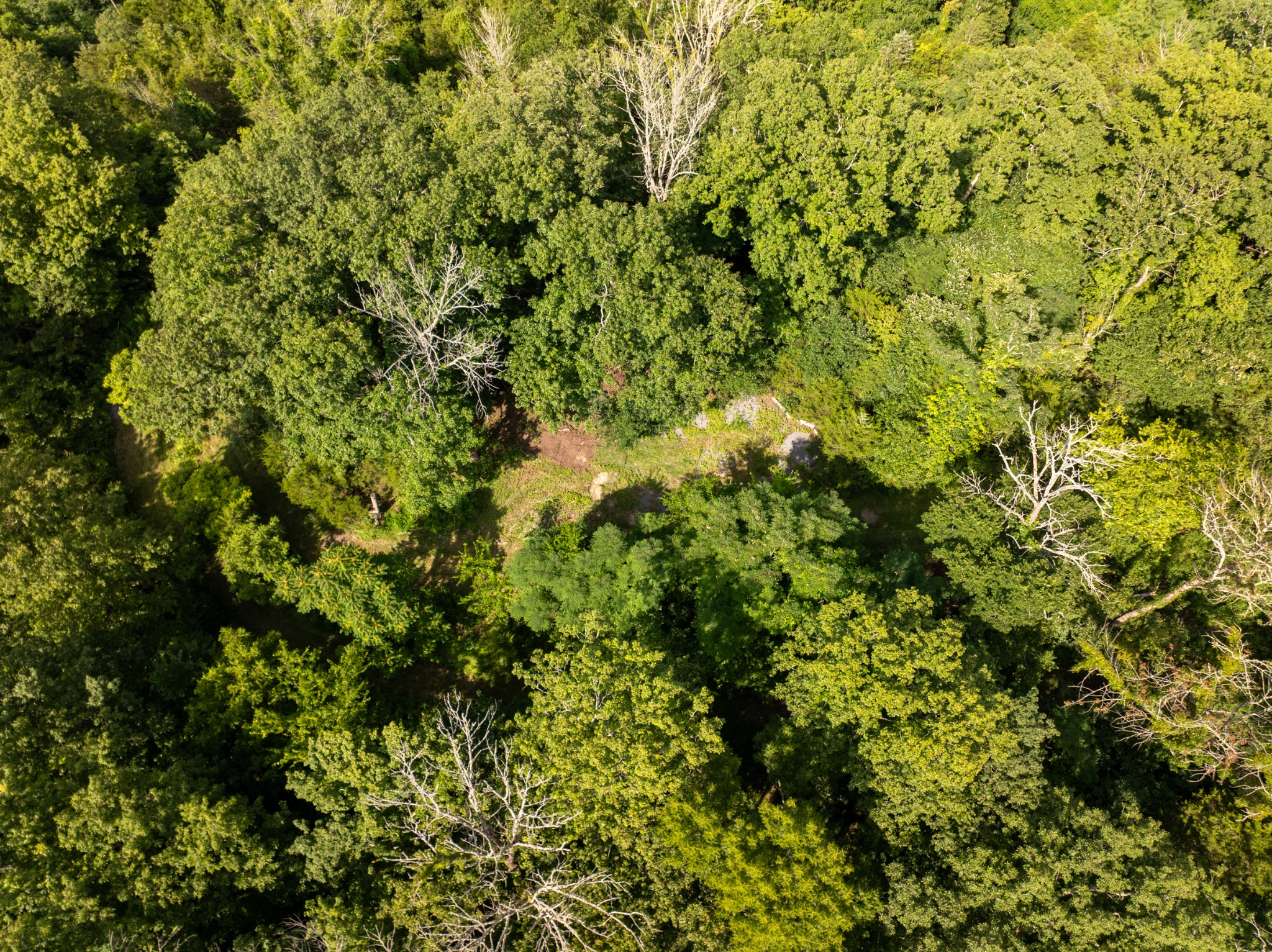 0 Hopkins Hollow Road Gainesboro, TN 38562 - Photo 8 of 9 a view of a tree with a plant
