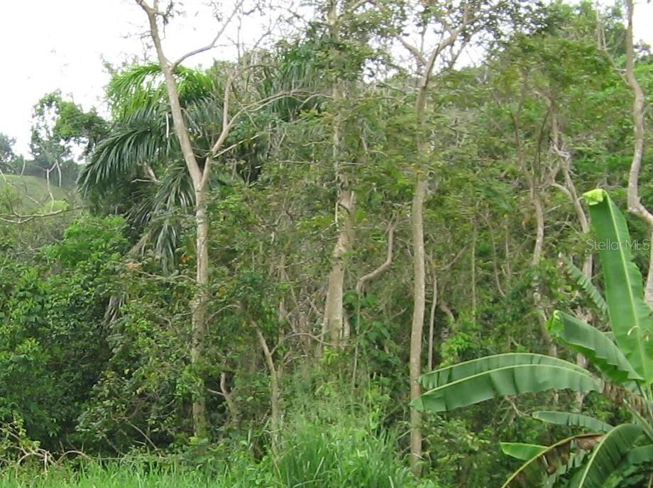 111 Carr Km 22.4 Int, Unit SECTOR LAS MINAS Lares, Lares 00669 - Photo 1 of 1