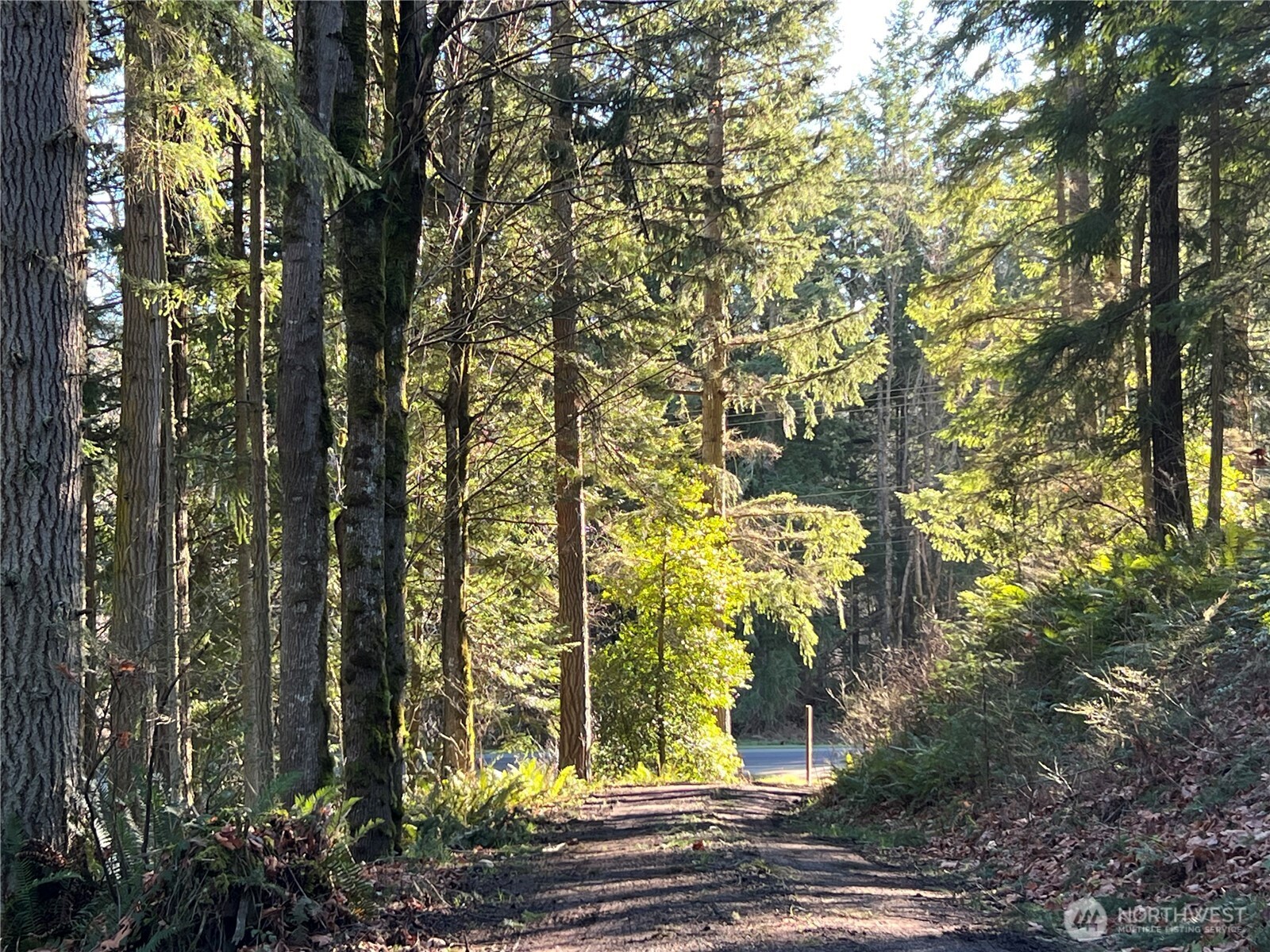 a view of a yard with plants and trees