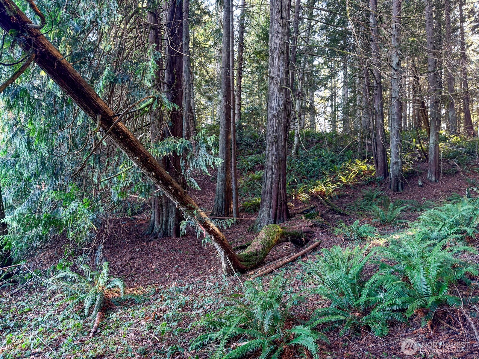 5662 Center Road Chimacum, WA 98325 - Photo 11 of 25 a view of a garden with a tree