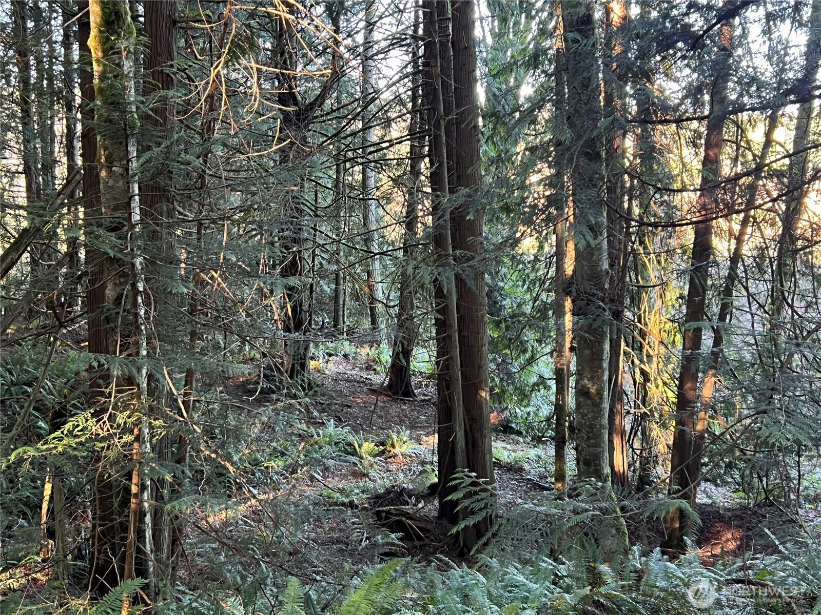 5662 Center Road Chimacum, WA 98325 - Photo 12 of 25 a view of outdoor space and tree