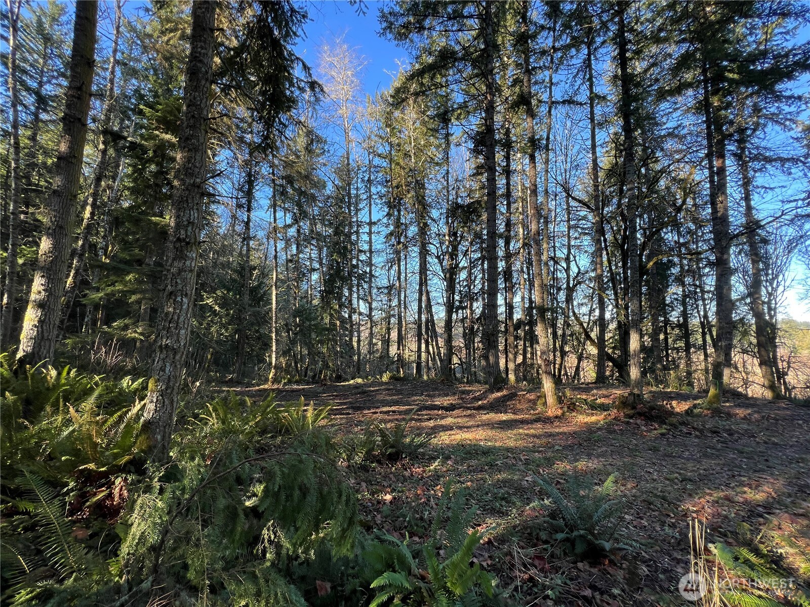 5662 Center Road Chimacum, WA 98325 - Photo 21 of 25 a view of outdoor space with deck and tree