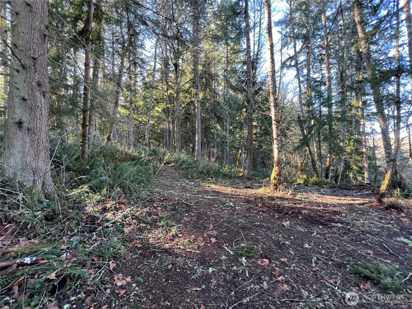 5662 Center Road Chimacum, WA 98325 - Photo 23 of 25 a view of a yard with lots of trees