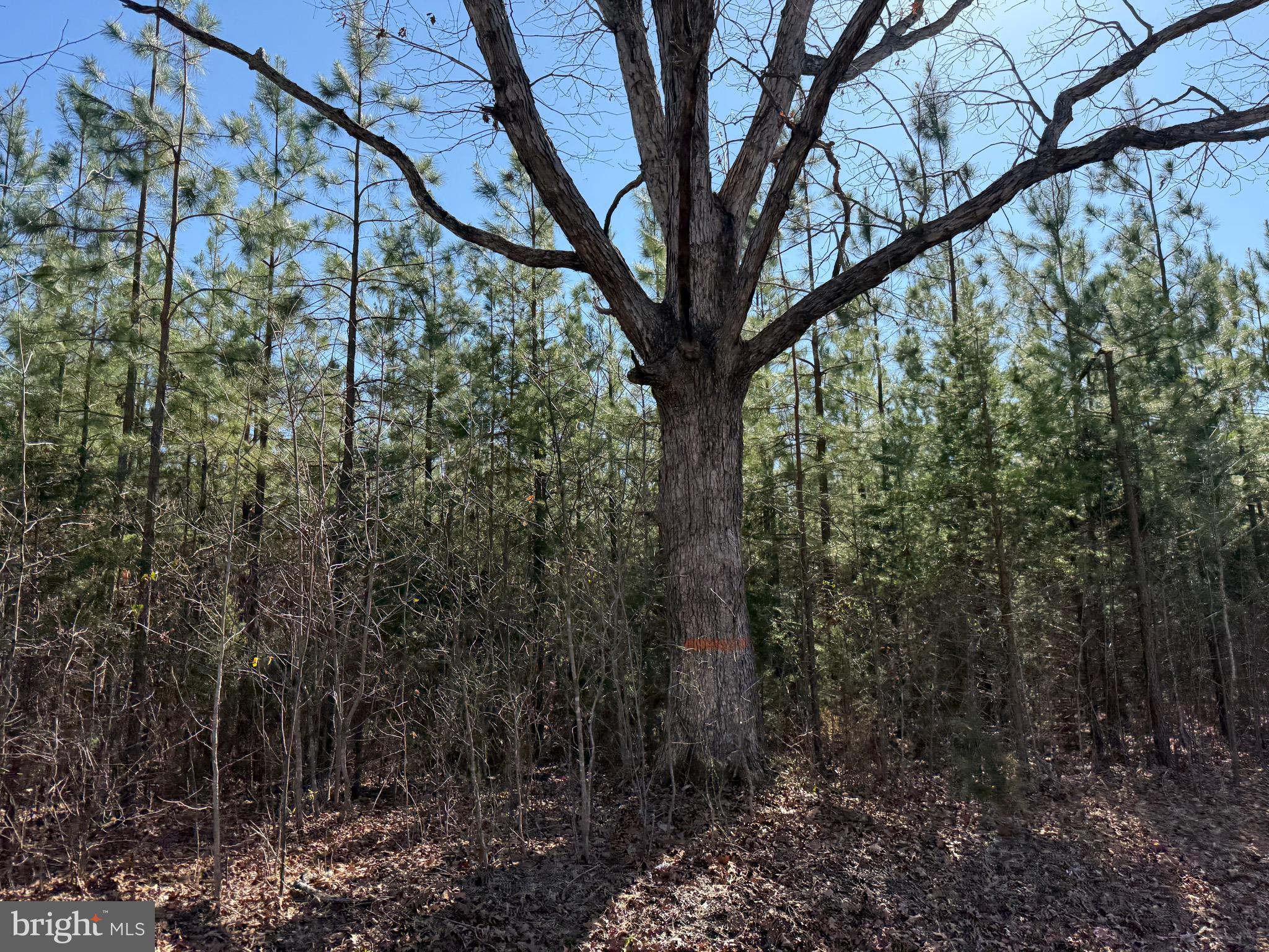 2 A Sanders Creek Road Dillwyn, VA 23936 - Photo 2 of 12 a view of forest