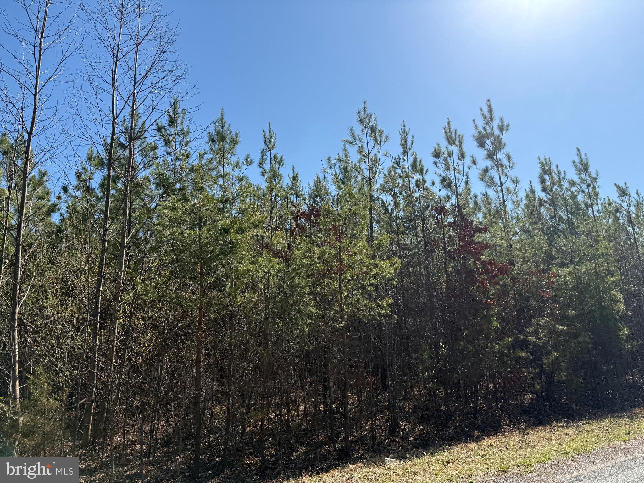 2 A Sanders Creek Road Dillwyn, VA 23936 - Photo 10 of 12 a view of a covered with trees