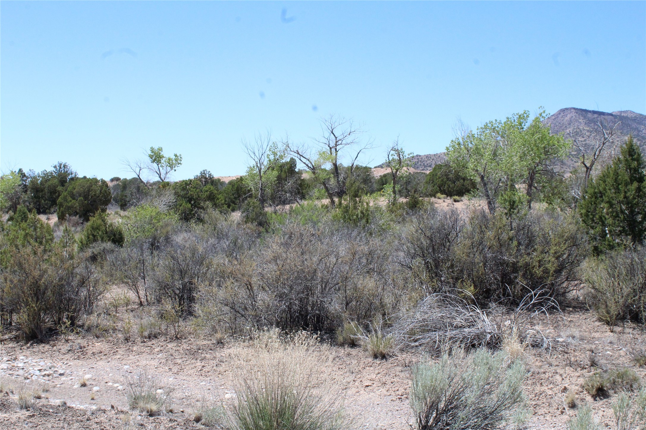 Tbd Tbd Bean Creek Road Abiquiu, NM 87510 - Photo 18 of 22 EL RITO CREEK