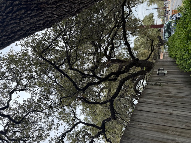 2414 South 5th Street, Unit A Austin, TX 78704 - Photo 18 of 18 a view of tree