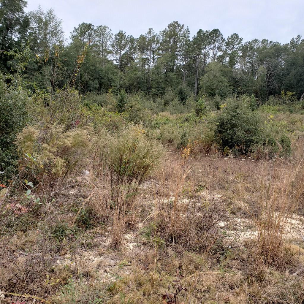 Tbd Tbd Wagener Road Salley, SC 29137 - Photo 4 of 7