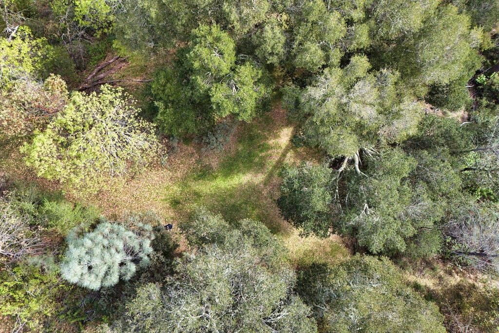 15805 Uvas Road Morgan Hill, CA 95037 - Photo 40 of 41 a view of a forest with a tree