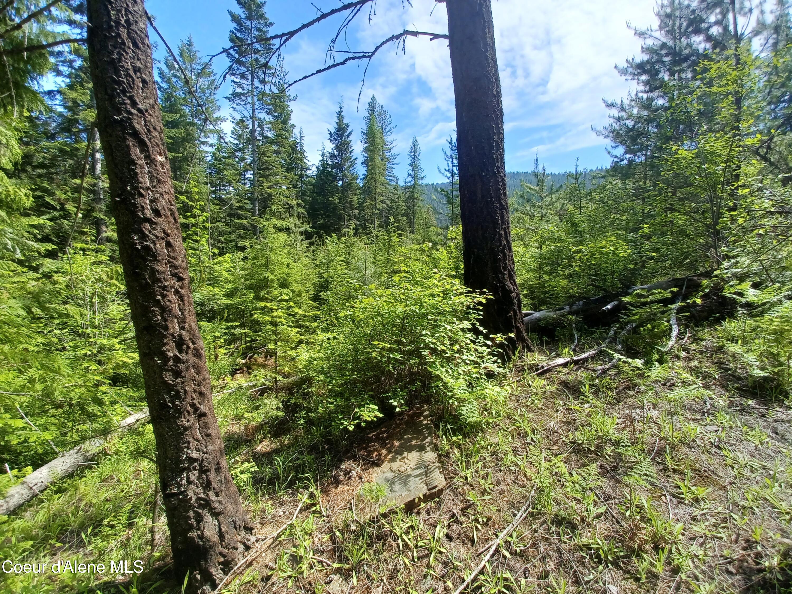 127 Coyote Trail Priest River, ID 83856 - Photo 11 of 29 Land and View