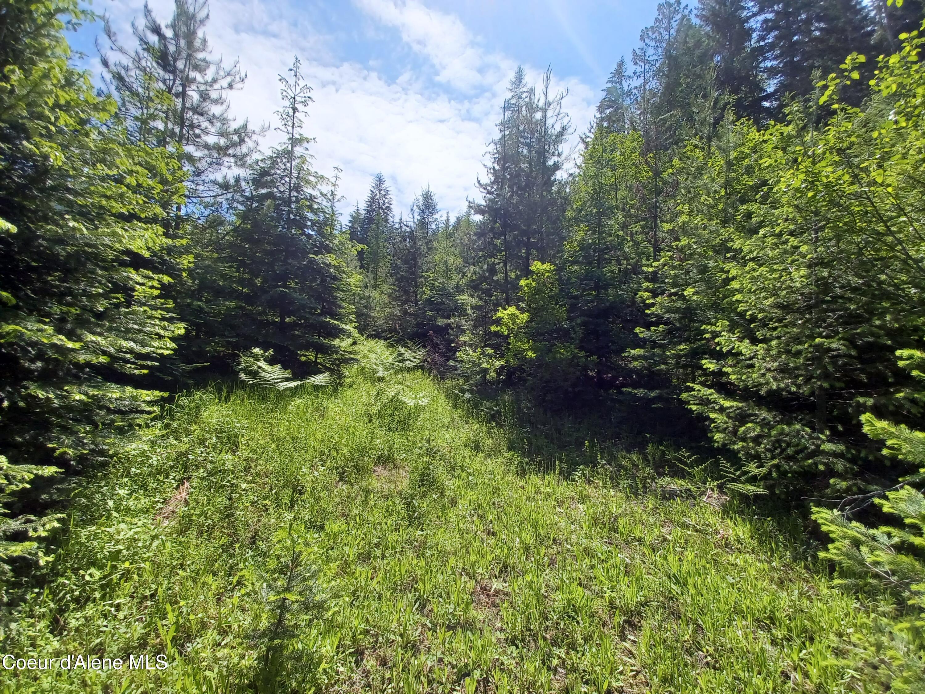 127 Coyote Trail Priest River, ID 83856 - Photo 8 of 29 Land