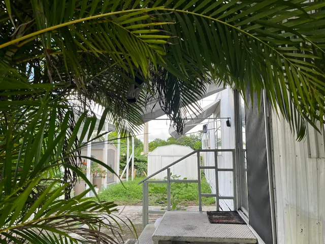 a view of a palm tree next to a yard