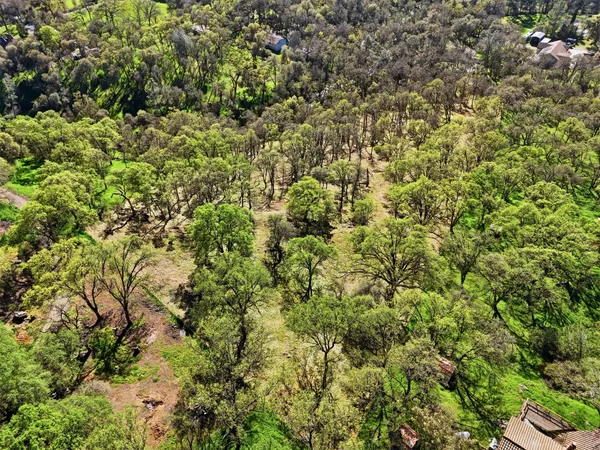 a view of a lush green forest with a tree