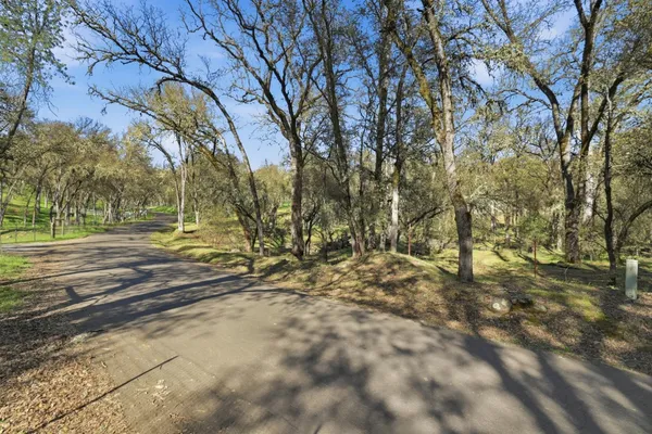 a view of dirt yard with a large tree