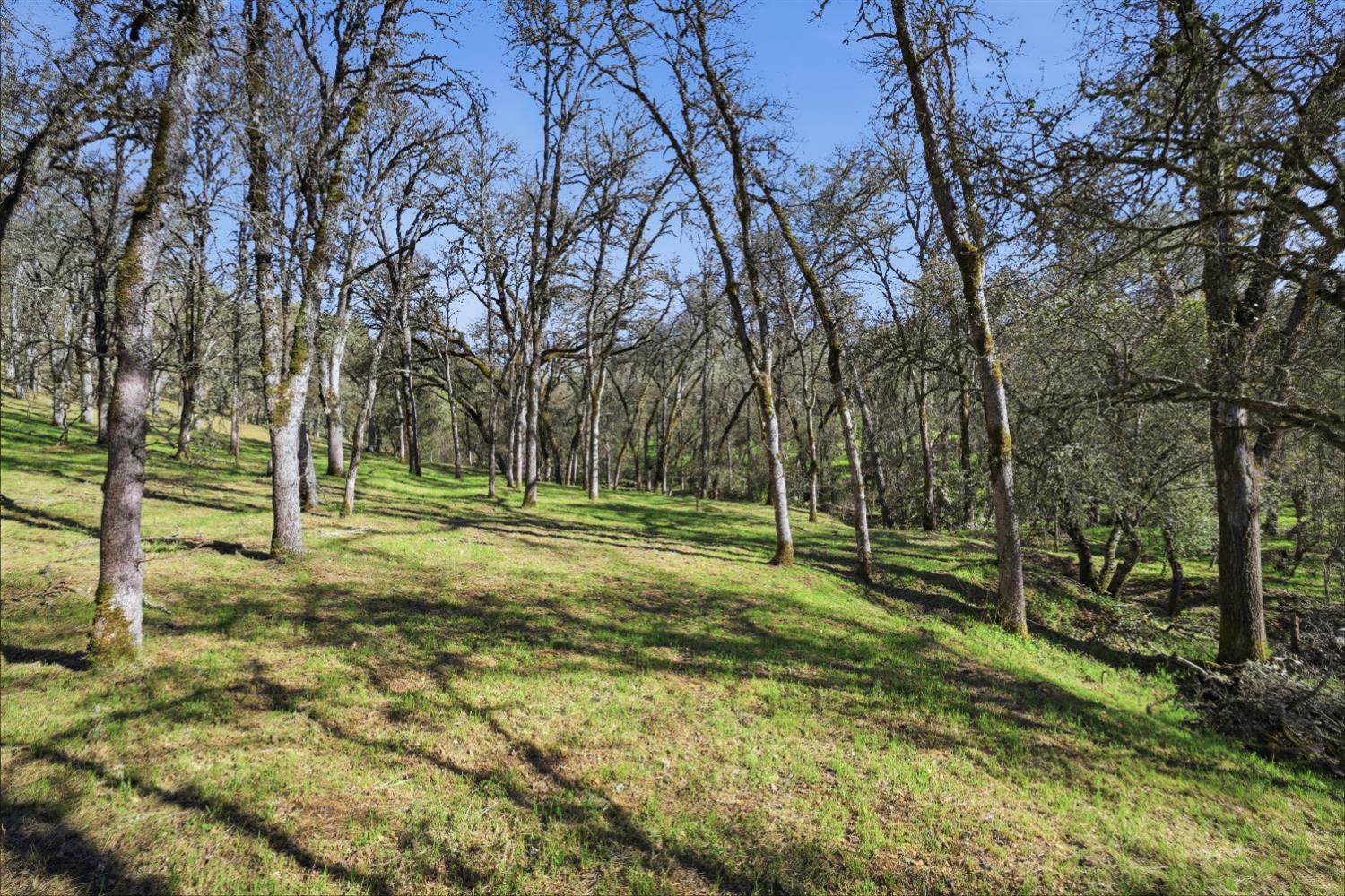 0 Grassy Run Road Placerville, CA 95667 - Photo 6 of 15 a view of a park with large trees