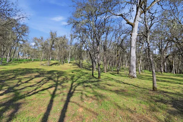 a view of a park with large trees