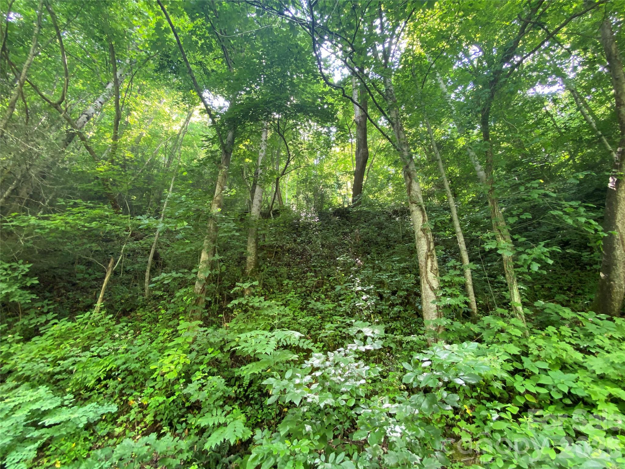0 Big Laurel Road Marshall, NC 28753 - Photo 4 of 13 a view of a lush green forest