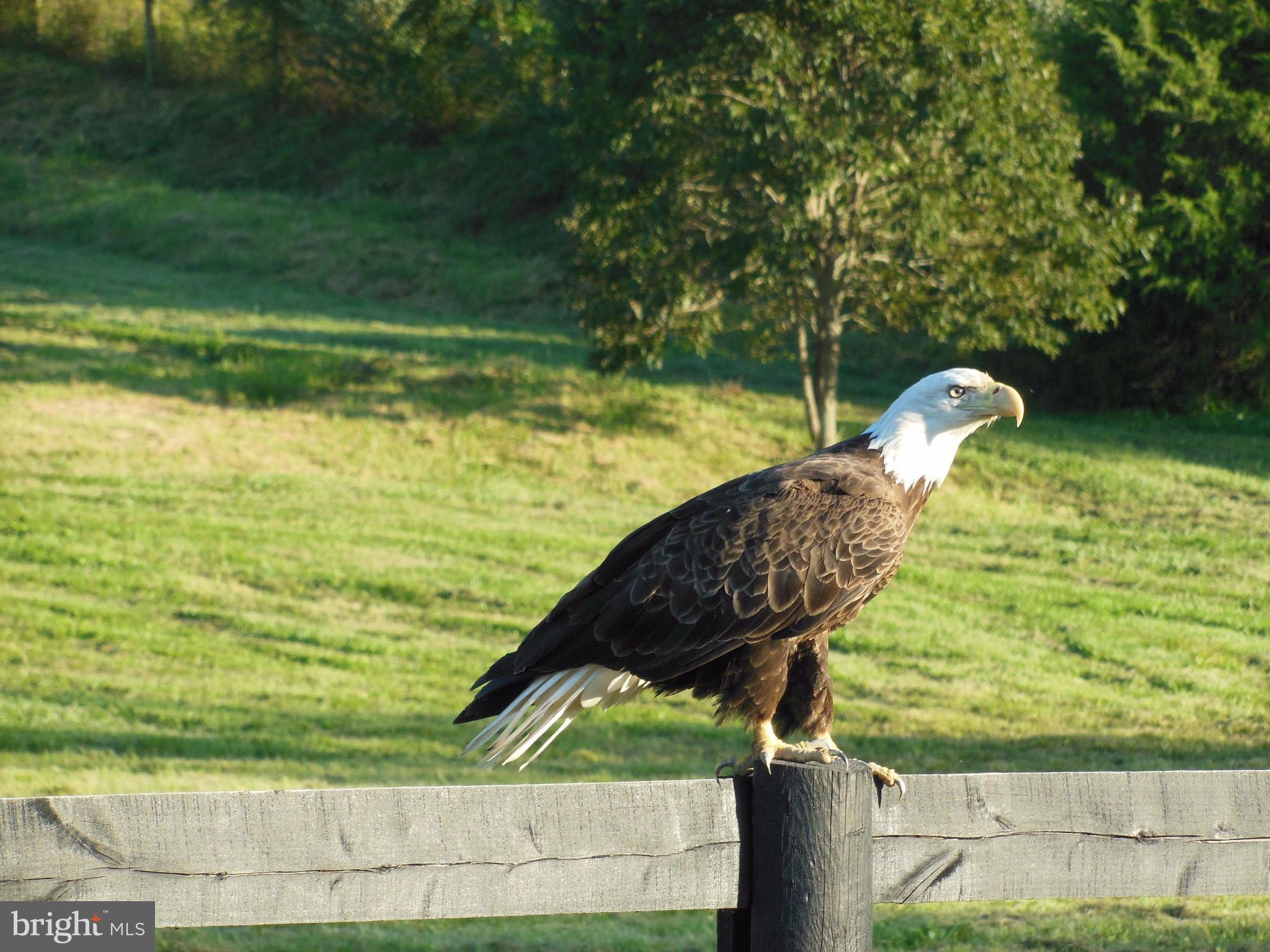 10306 Ada Road Marshall, VA 20115 - Photo 8 of 30 A steward of the land, keeping watch
