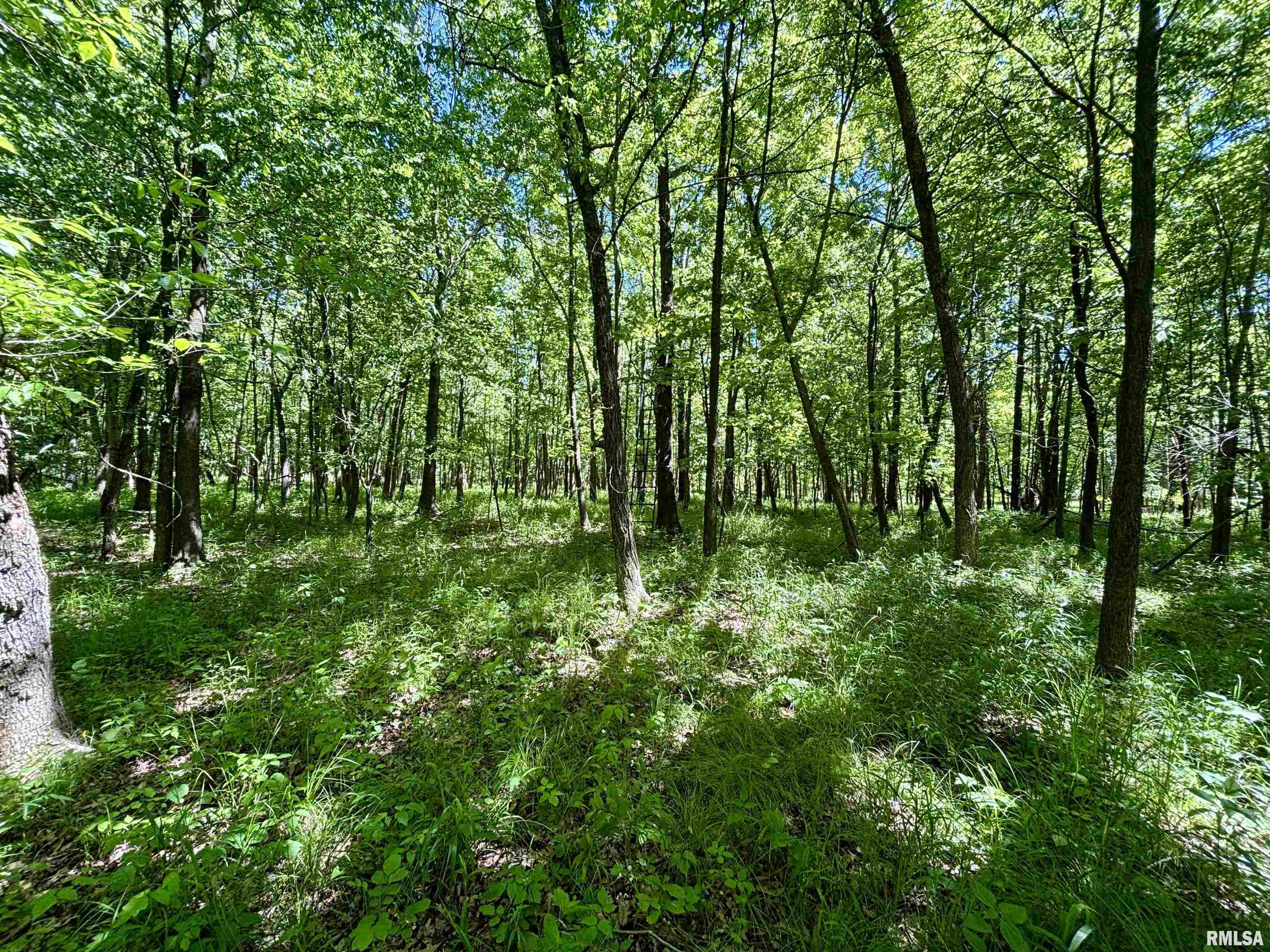 0 Netty Green Road Galatia, IL 62935 - Photo 17 of 23
