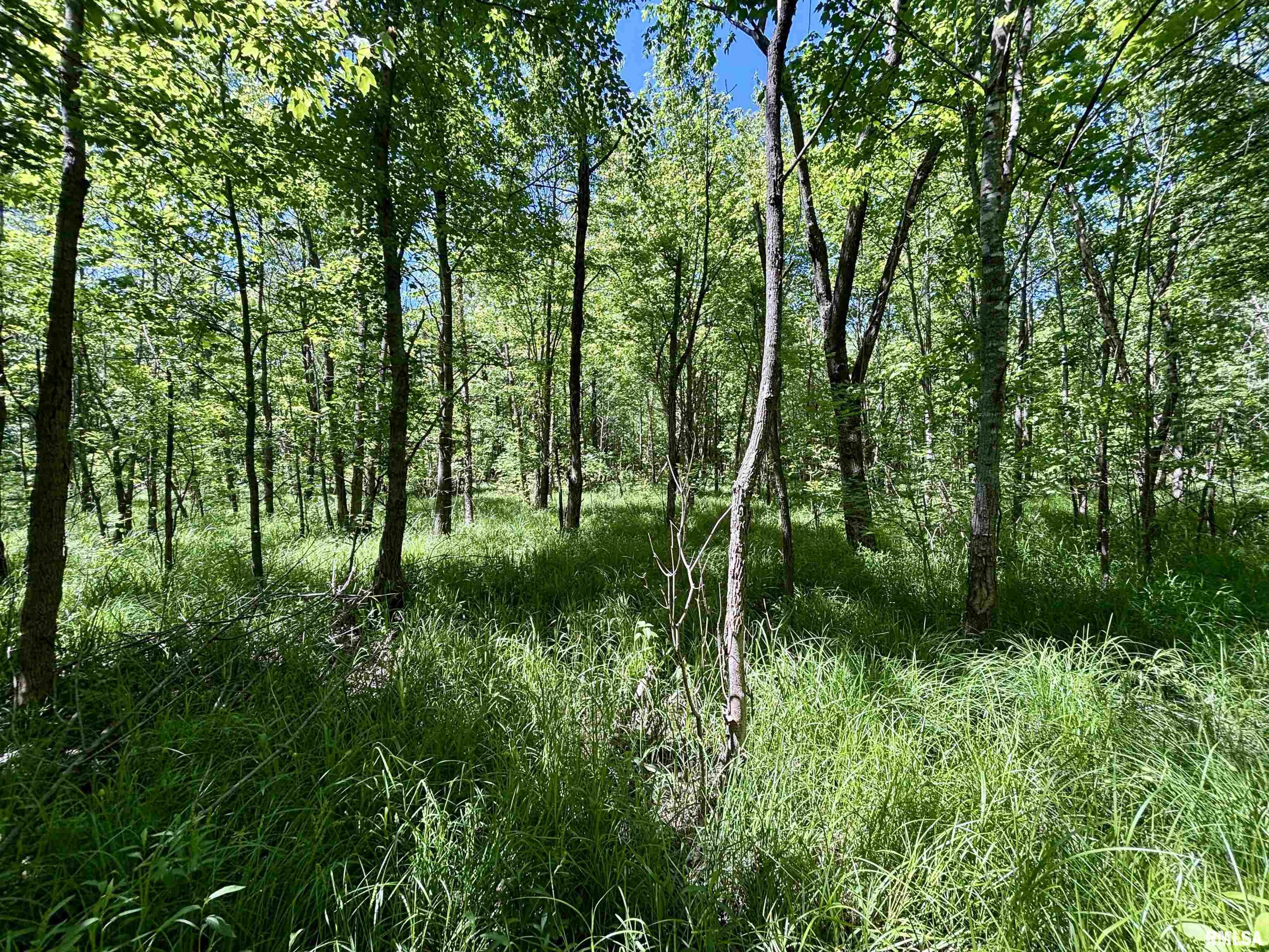 0 Netty Green Road Galatia, IL 62935 - Photo 18 of 23