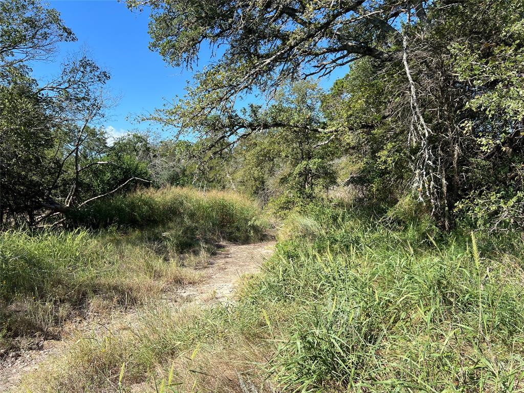 Tbd Narrows Road, Unit 38 Blanco, TX 78606 - Photo 11 of 20 a picture of a tree
