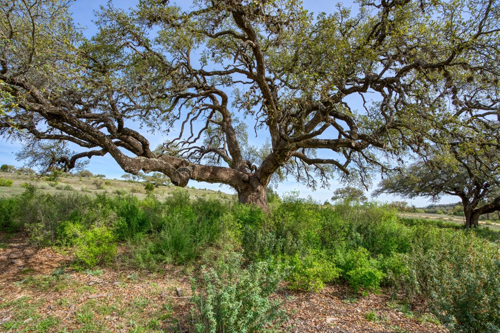 Lot 13 Stanton Road, Unit 13 Johnson City, TX 78636 - Photo 7 of 32 Gallery Image 7