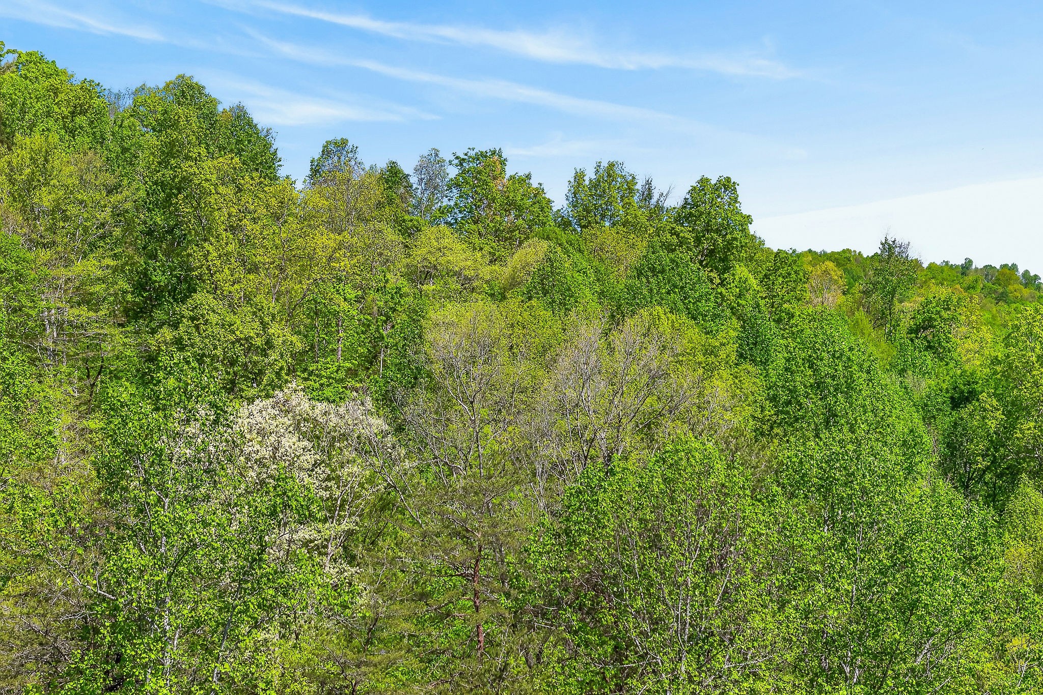 0 Board Valley Road Sparta, TN 38583 - Photo 16 of 85 Gallery Image 16