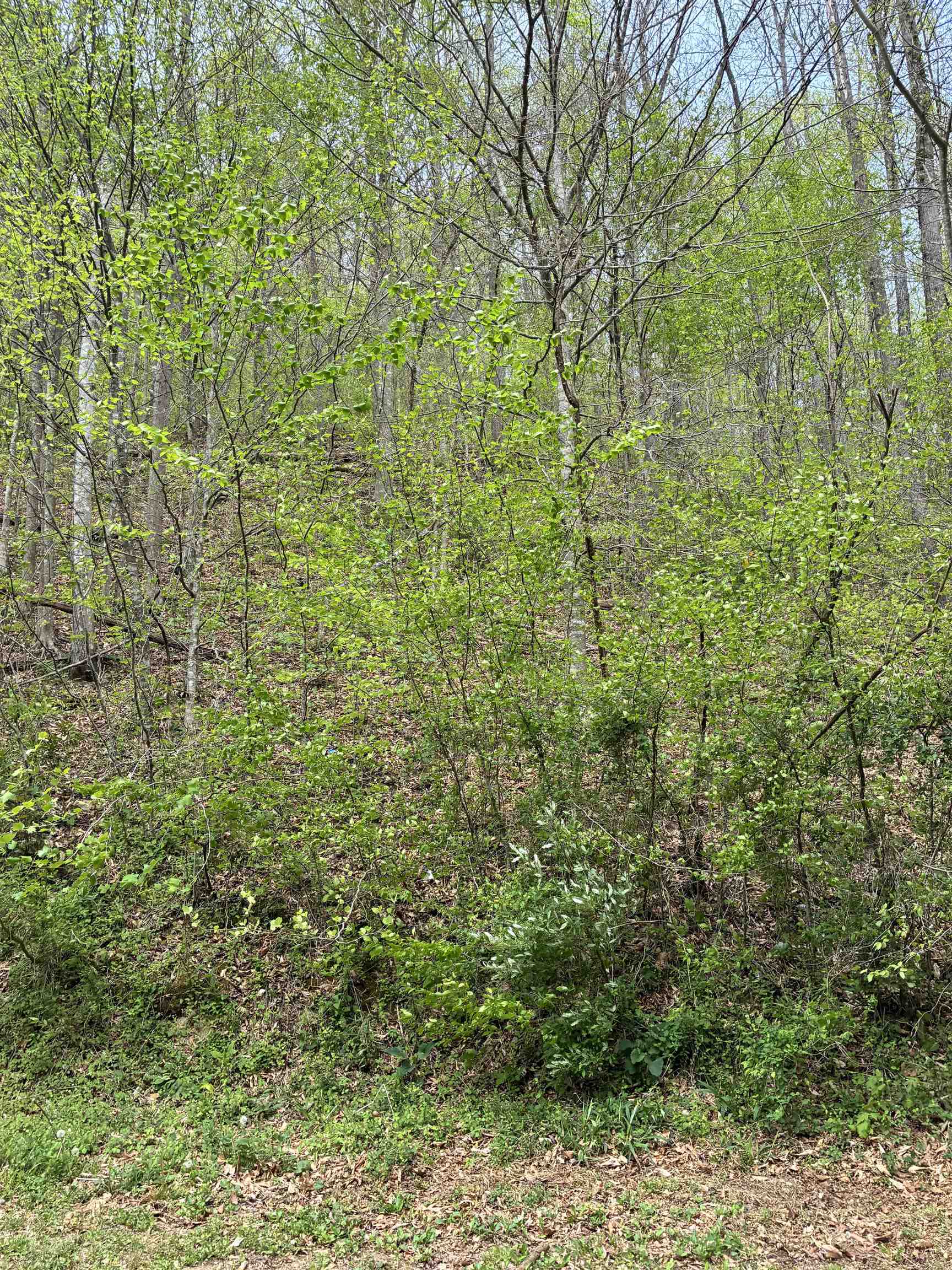 Donithan Rd Road Louisa, KY 41230 - Photo 4 of 7