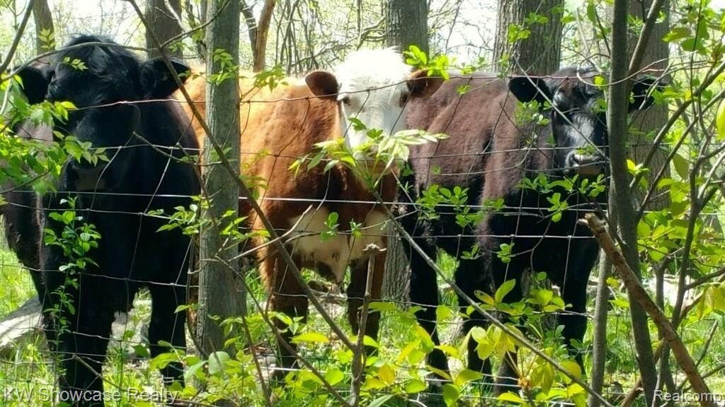 5174 Springdale Court Clarkston, MI 48348 - Photo 53 of 54 Visitors From the Farm at Far Back of Property!