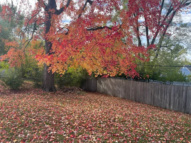 a view of backyard with wooden fence and trees