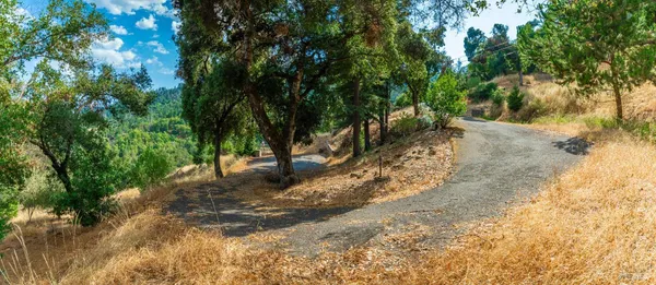 a view of a forest with trees in the background