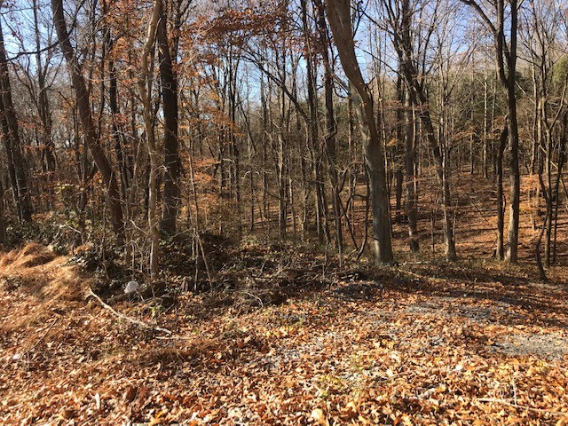 850 Hickory Point Road Clarksville, TN 37043 - Photo 7 of 9 a view of a yard with trees
