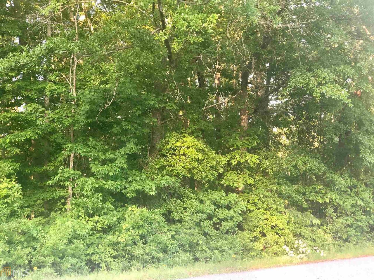 a view of a lush green forest