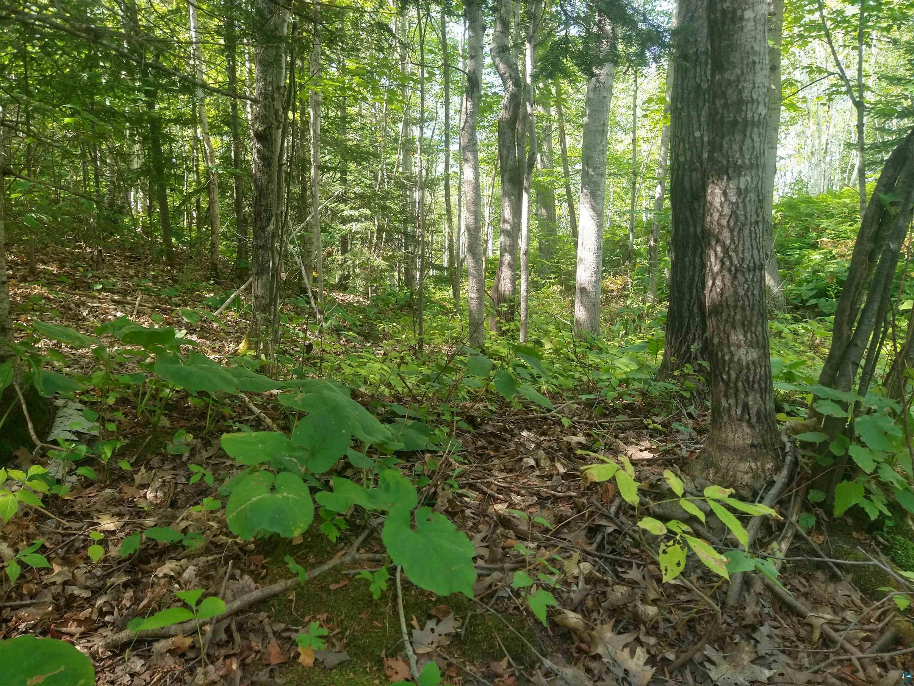 85-xxx Fireplace Road Port Wing, WI 54865 - Photo 23 of 37 Excellent deer hunting